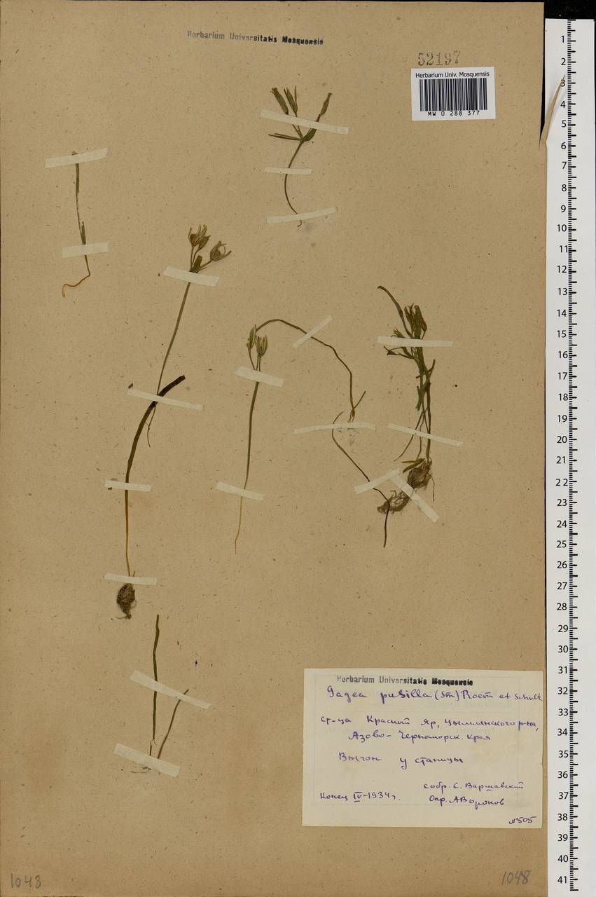 Gagea podolica Schult. & Schult.f., Eastern Europe, Rostov Oblast (E12a) (Russia)