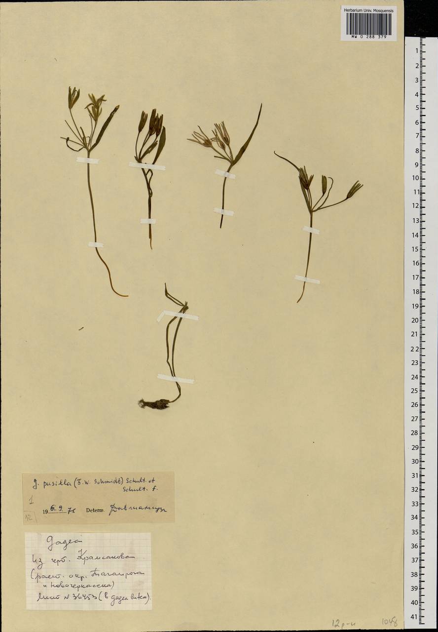 Gagea podolica Schult. & Schult.f., Eastern Europe, Rostov Oblast (E12a) (Russia)