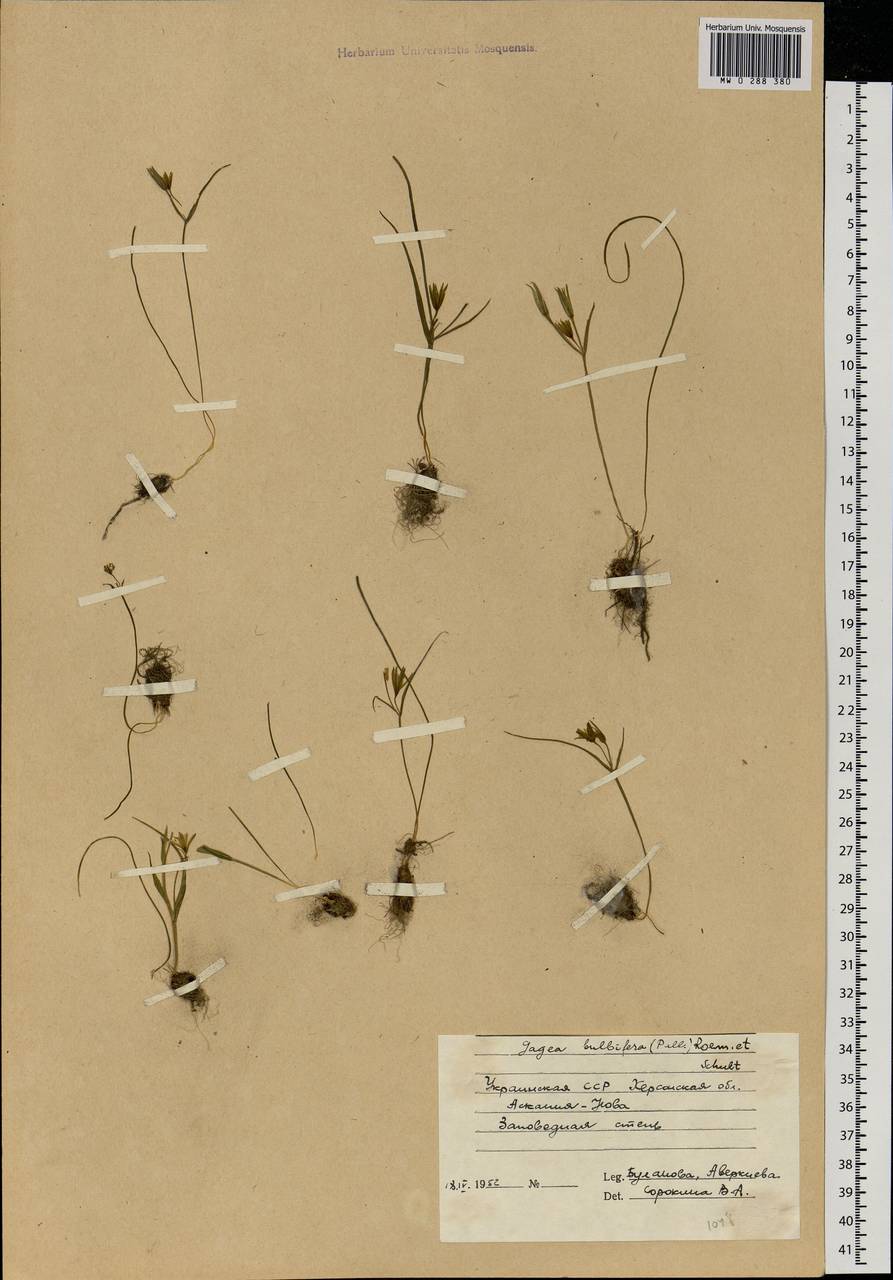 Gagea podolica Schult. & Schult.f., Eastern Europe, South Ukrainian region (E12) (Ukraine)