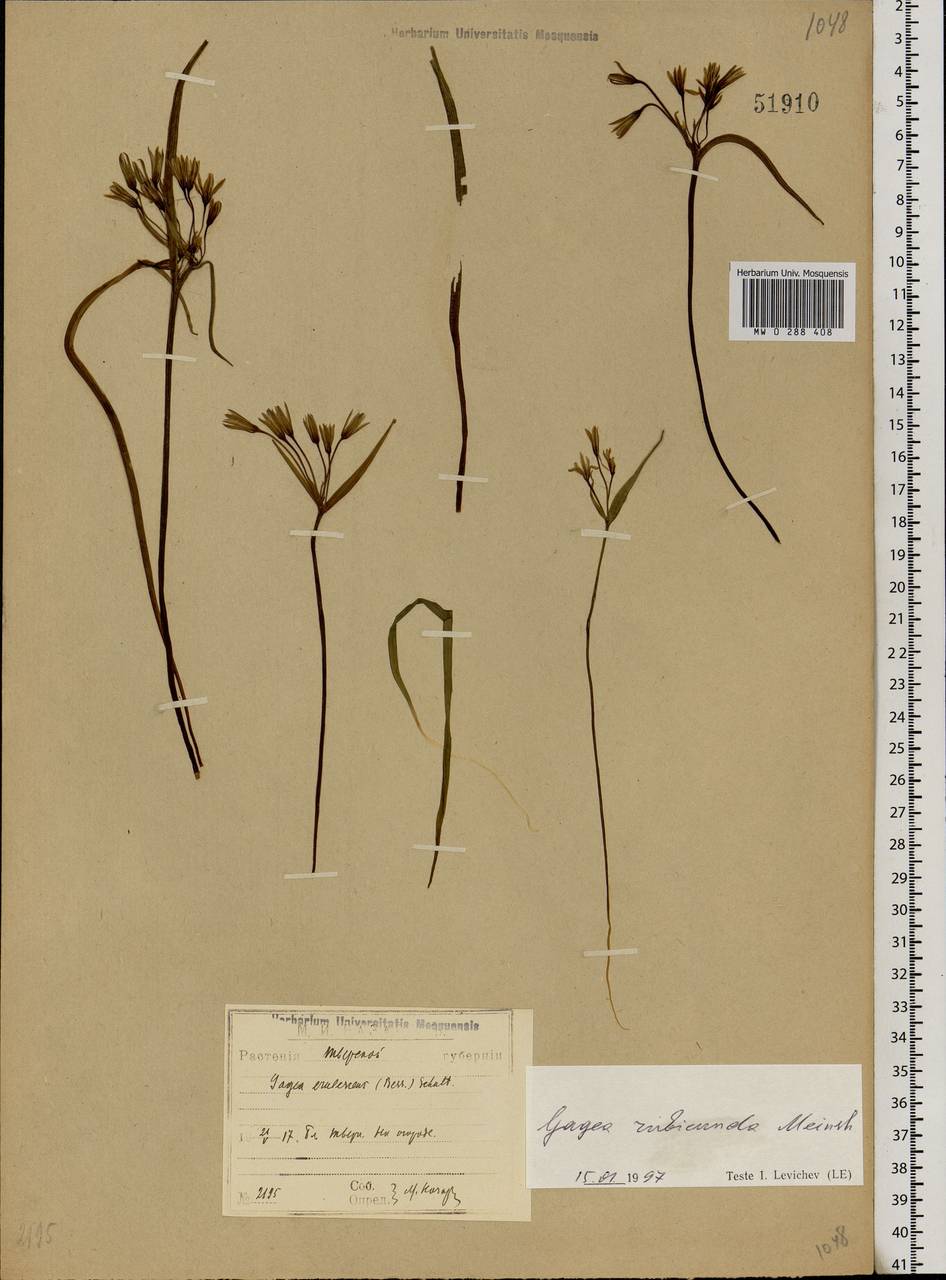 Gagea rubicunda Meinsh., Eastern Europe, North-Western region (E2) (Russia)