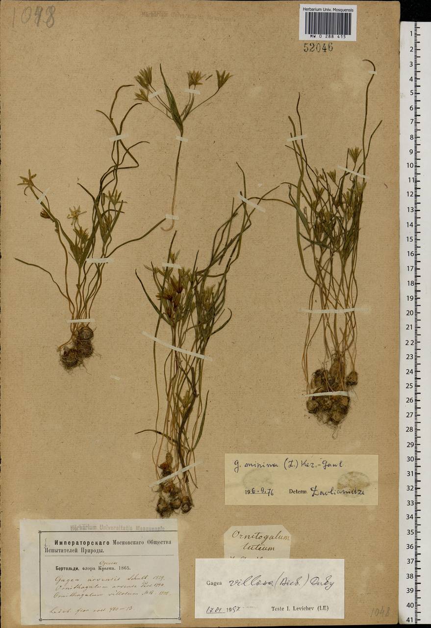 Gagea villosa (M.Bieb.) Sweet, Eastern Europe, South Ukrainian region (E12) (Ukraine)