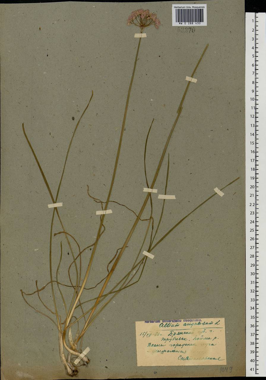 Allium angulosum L., Eastern Europe, Western region (E3) (Russia)