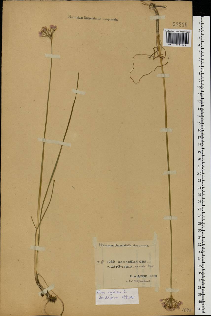 Allium angulosum L., Eastern Europe, Western region (E3) (Russia)