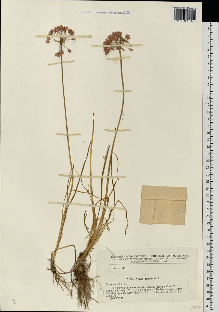 Allium angulosum L., Eastern Europe, Belarus (E3a) (Belarus)