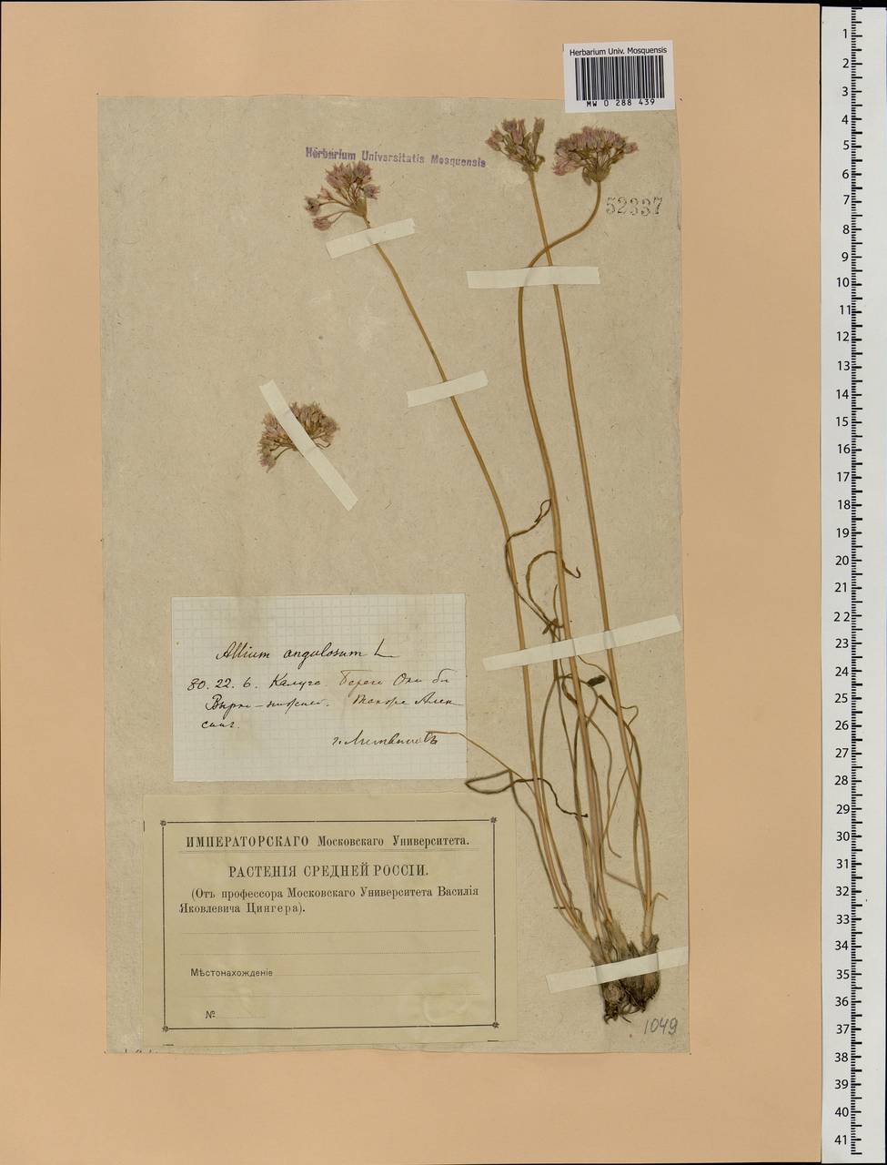 Allium angulosum L., Eastern Europe, Central region (E4) (Russia)