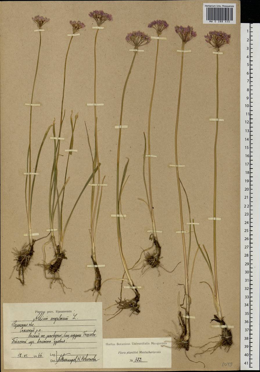 Allium angulosum L., Eastern Europe, Central region (E4) (Russia)