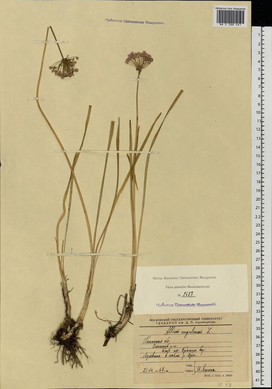 Allium angulosum L., Eastern Europe, Central region (E4) (Russia)