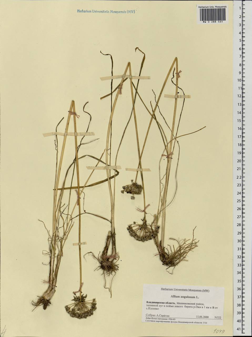 Allium angulosum L., Eastern Europe, Central region (E4) (Russia)