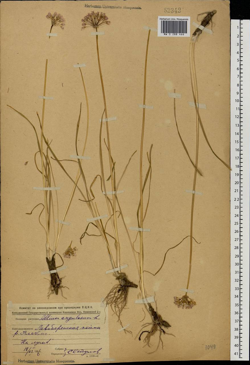 Allium angulosum L., Eastern Europe, Central region (E4) (Russia)