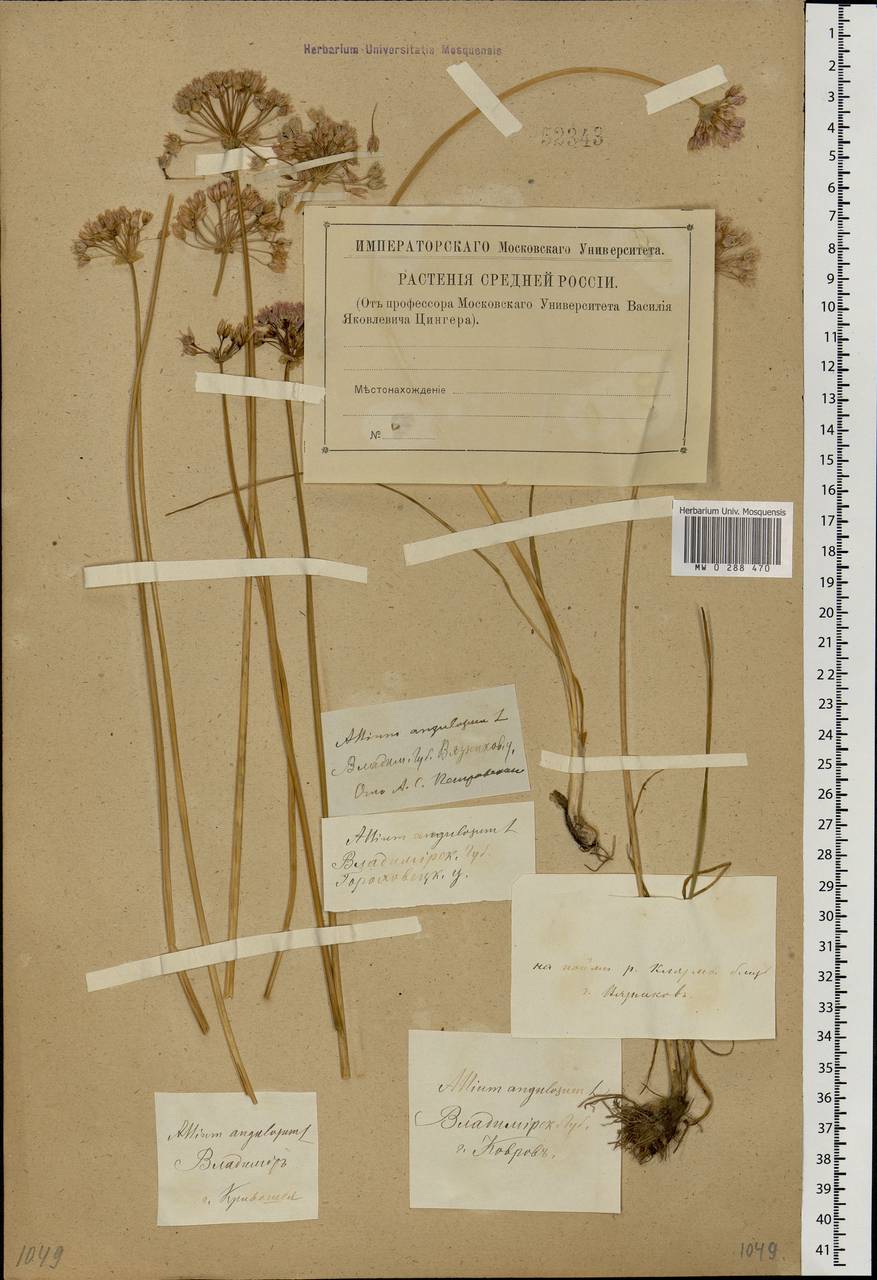 Allium angulosum L., Eastern Europe, Central region (E4) (Russia)
