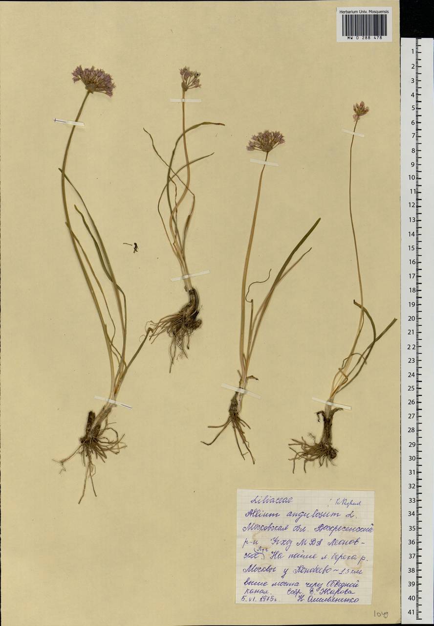 Allium angulosum L., Eastern Europe, Moscow region (E4a) (Russia)