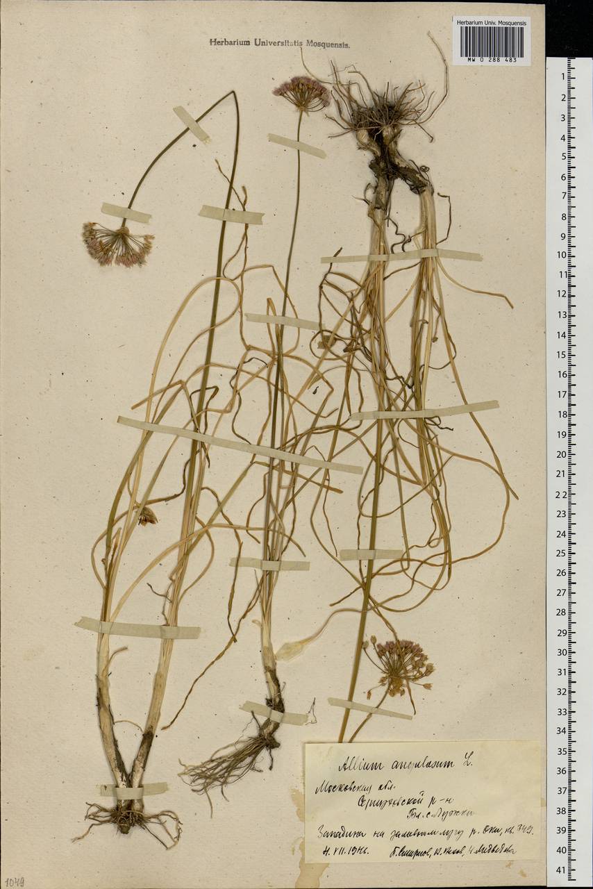 Allium angulosum L., Eastern Europe, Moscow region (E4a) (Russia)