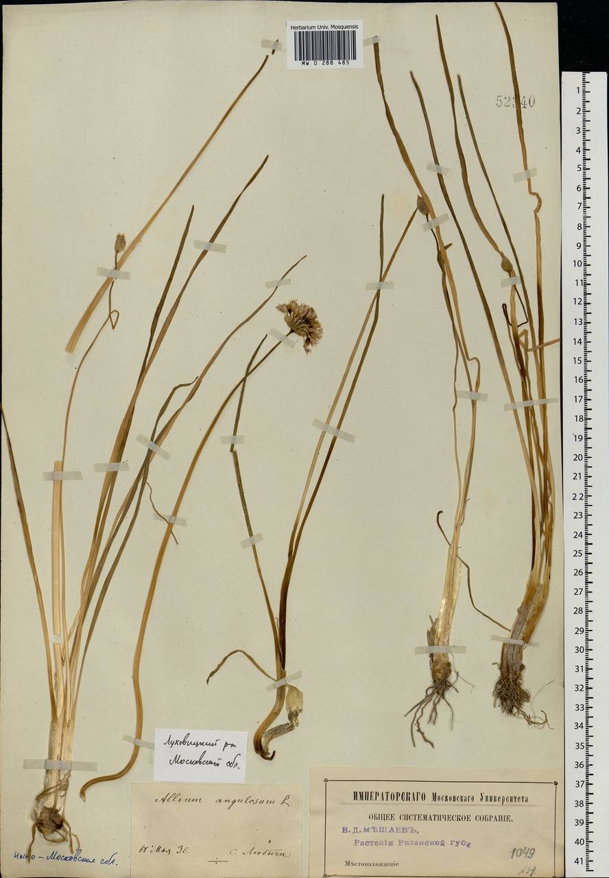 Allium angulosum L., Eastern Europe, Moscow region (E4a) (Russia)