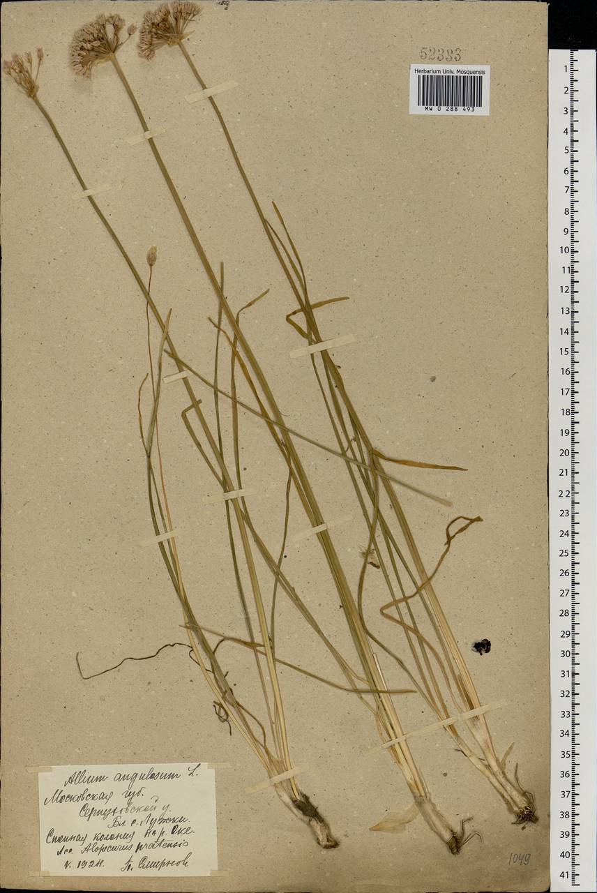 Allium angulosum L., Eastern Europe, Moscow region (E4a) (Russia)