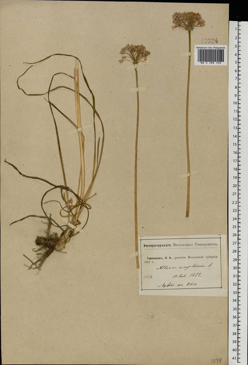 Allium angulosum L., Eastern Europe, Moscow region (E4a) (Russia)