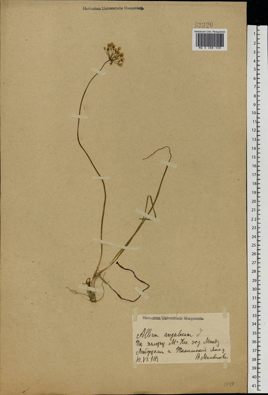 Allium angulosum L., Eastern Europe, Moscow region (E4a) (Russia)