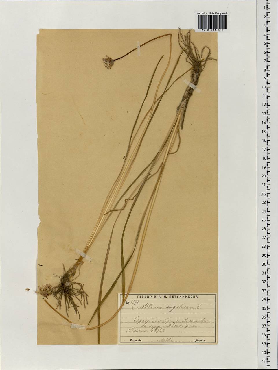 Allium angulosum L., Eastern Europe, Moscow region (E4a) (Russia)