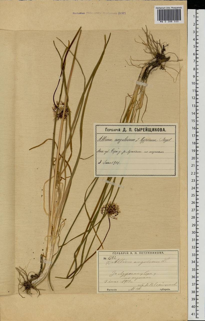 Allium angulosum L., Eastern Europe, Moscow region (E4a) (Russia)