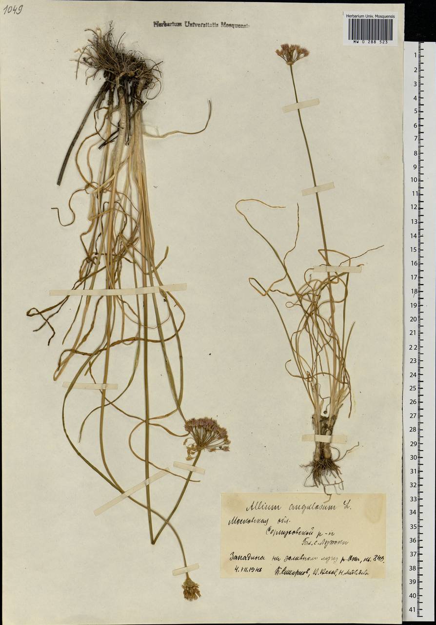 Allium angulosum L., Eastern Europe, Moscow region (E4a) (Russia)