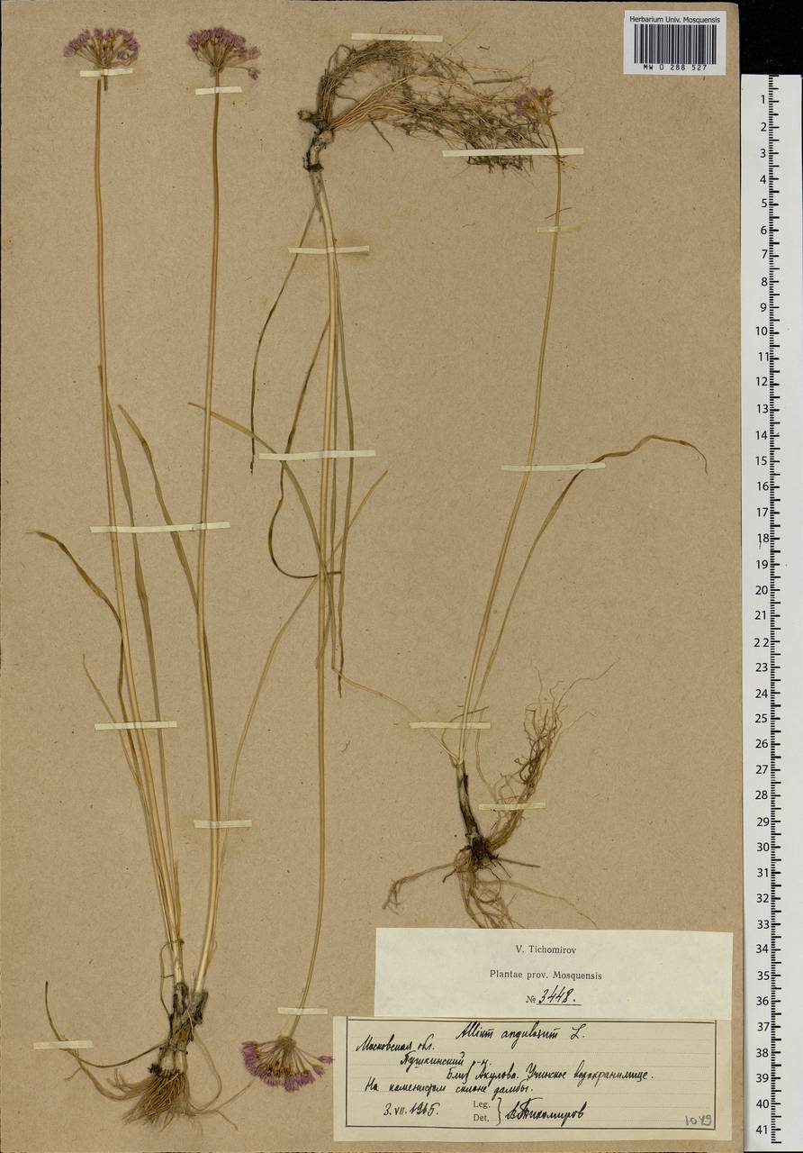 Allium angulosum L., Eastern Europe, Moscow region (E4a) (Russia)