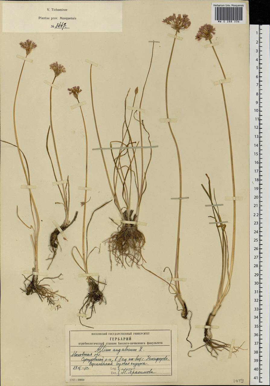 Allium angulosum L., Eastern Europe, Moscow region (E4a) (Russia)