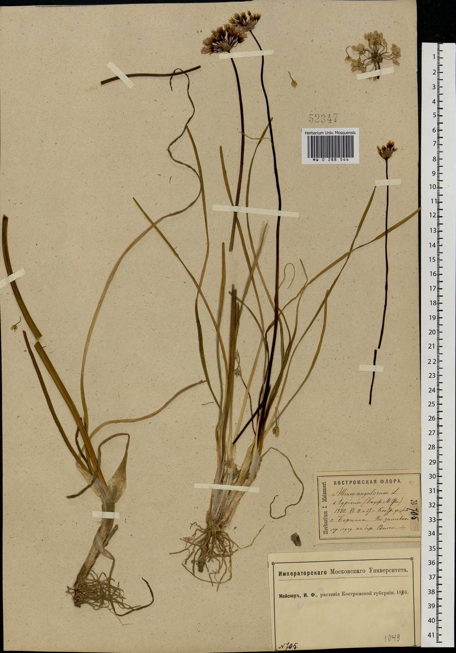 Allium angulosum L., Eastern Europe, Central forest region (E5) (Russia)