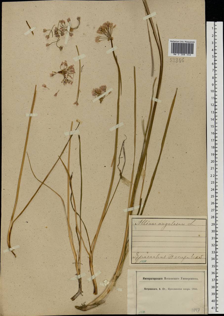 Allium angulosum L., Eastern Europe, Central forest region (E5) (Russia)