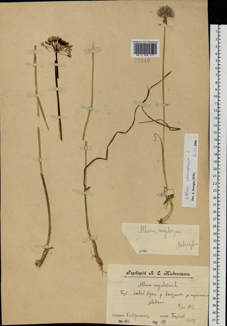 Allium angulosum L., Eastern Europe, Central forest region (E5) (Russia)