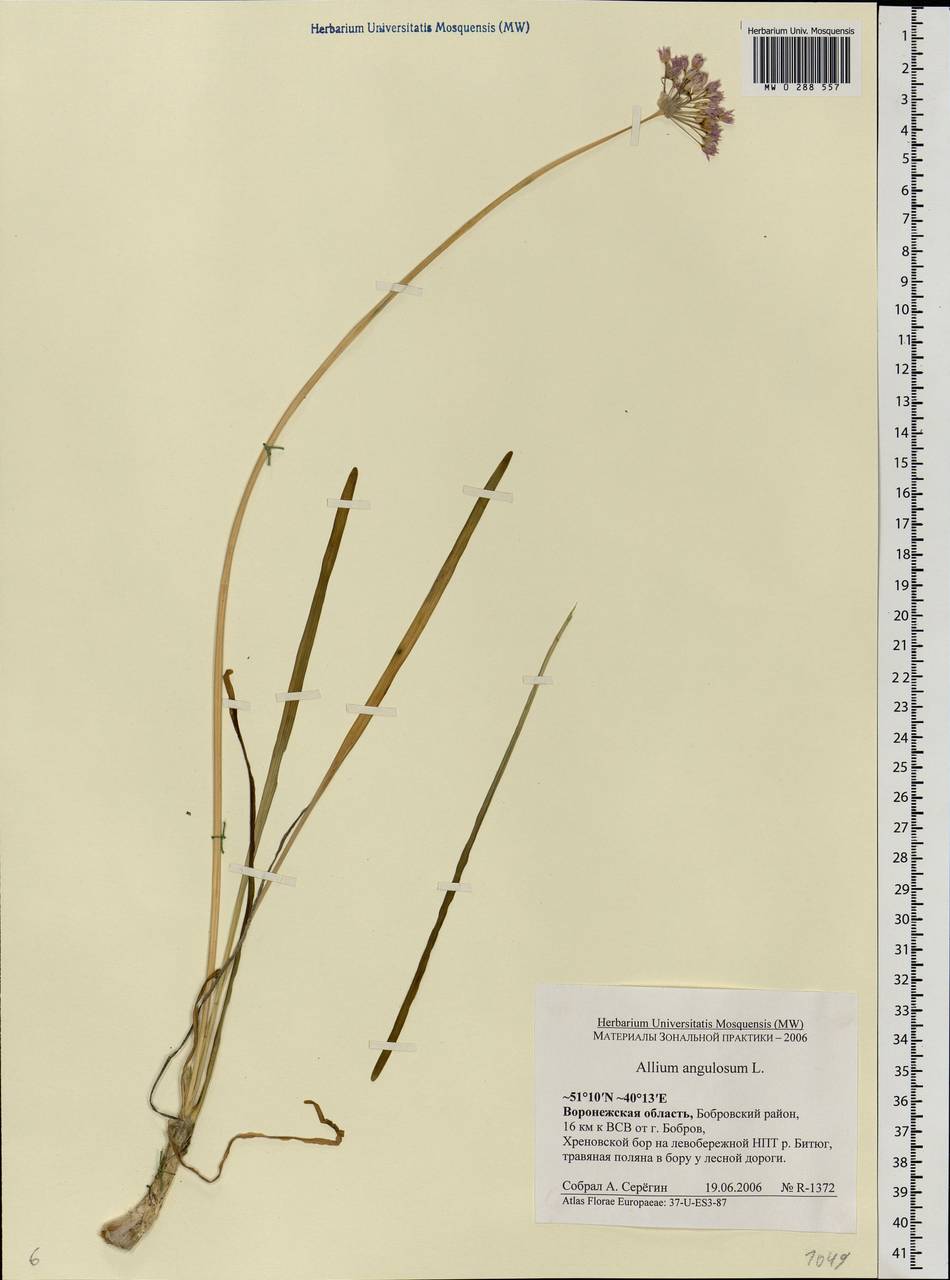 Allium angulosum L., Eastern Europe, Central forest-and-steppe region (E6) (Russia)