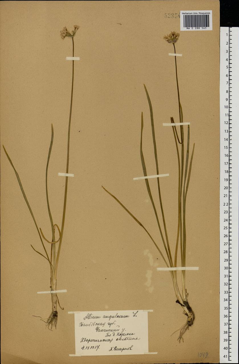 Allium angulosum L., Eastern Europe, Central forest-and-steppe region (E6) (Russia)