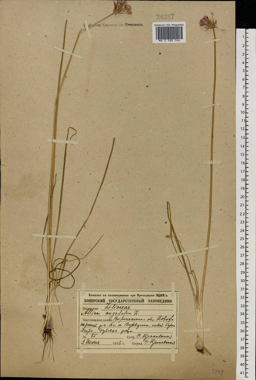 Allium angulosum L., Eastern Europe, Central forest-and-steppe region (E6) (Russia)