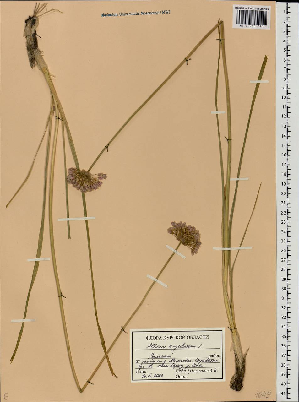 Allium angulosum L., Eastern Europe, Central forest-and-steppe region (E6) (Russia)