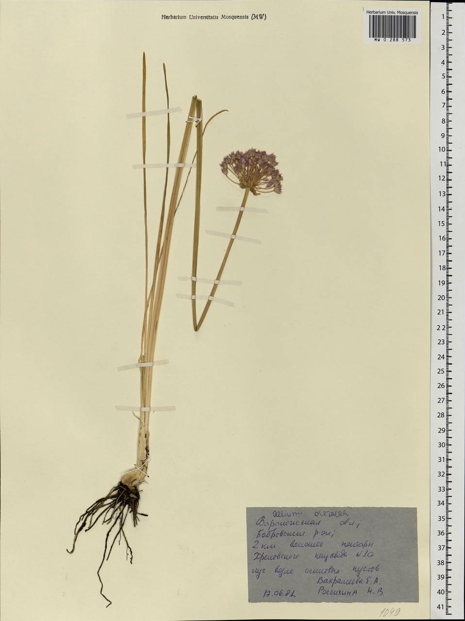 Allium angulosum L., Eastern Europe, Central forest-and-steppe region (E6) (Russia)