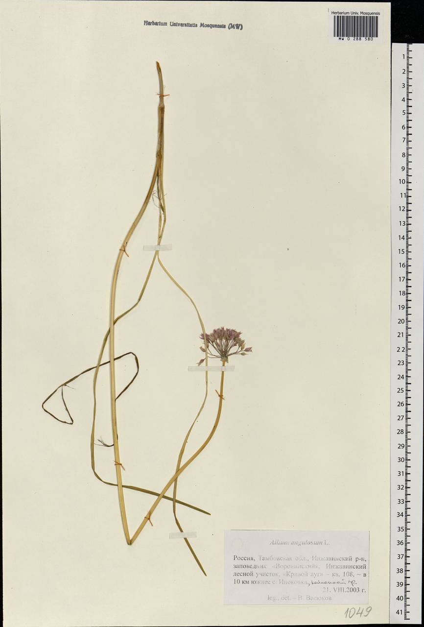 Allium angulosum L., Eastern Europe, Central forest-and-steppe region (E6) (Russia)