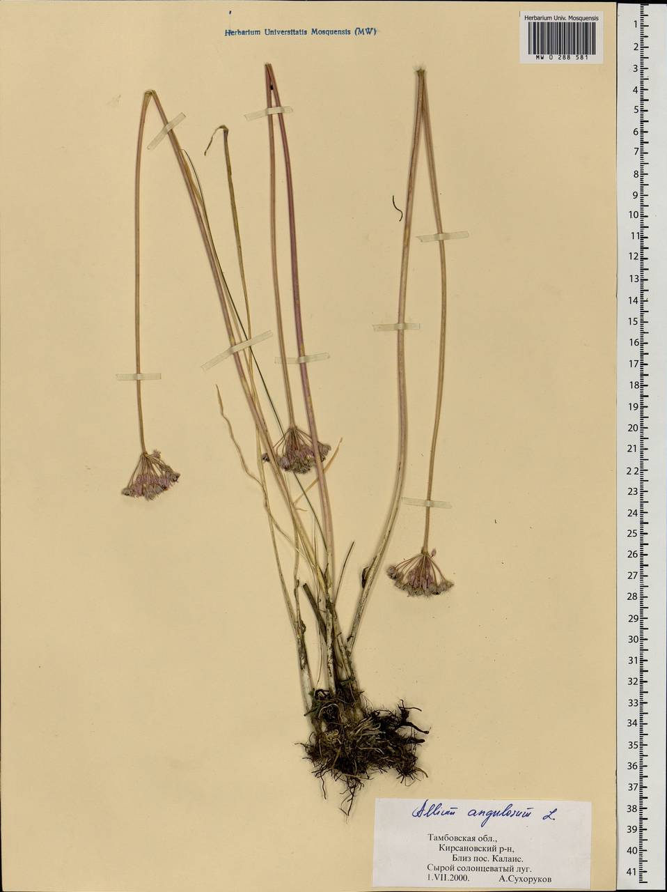 Allium angulosum L., Eastern Europe, Central forest-and-steppe region (E6) (Russia)