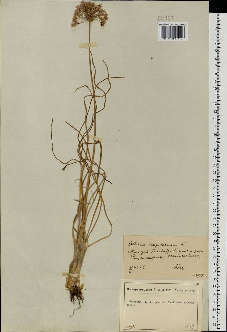 Allium angulosum L., Eastern Europe, Central forest-and-steppe region (E6) (Russia)