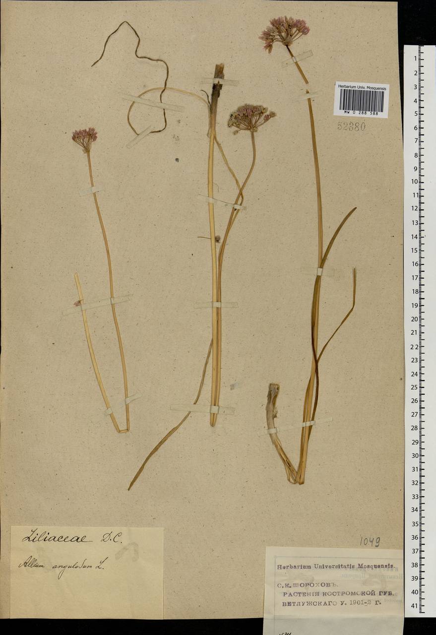 Allium angulosum L., Eastern Europe, Volga-Kama region (E7) (Russia)