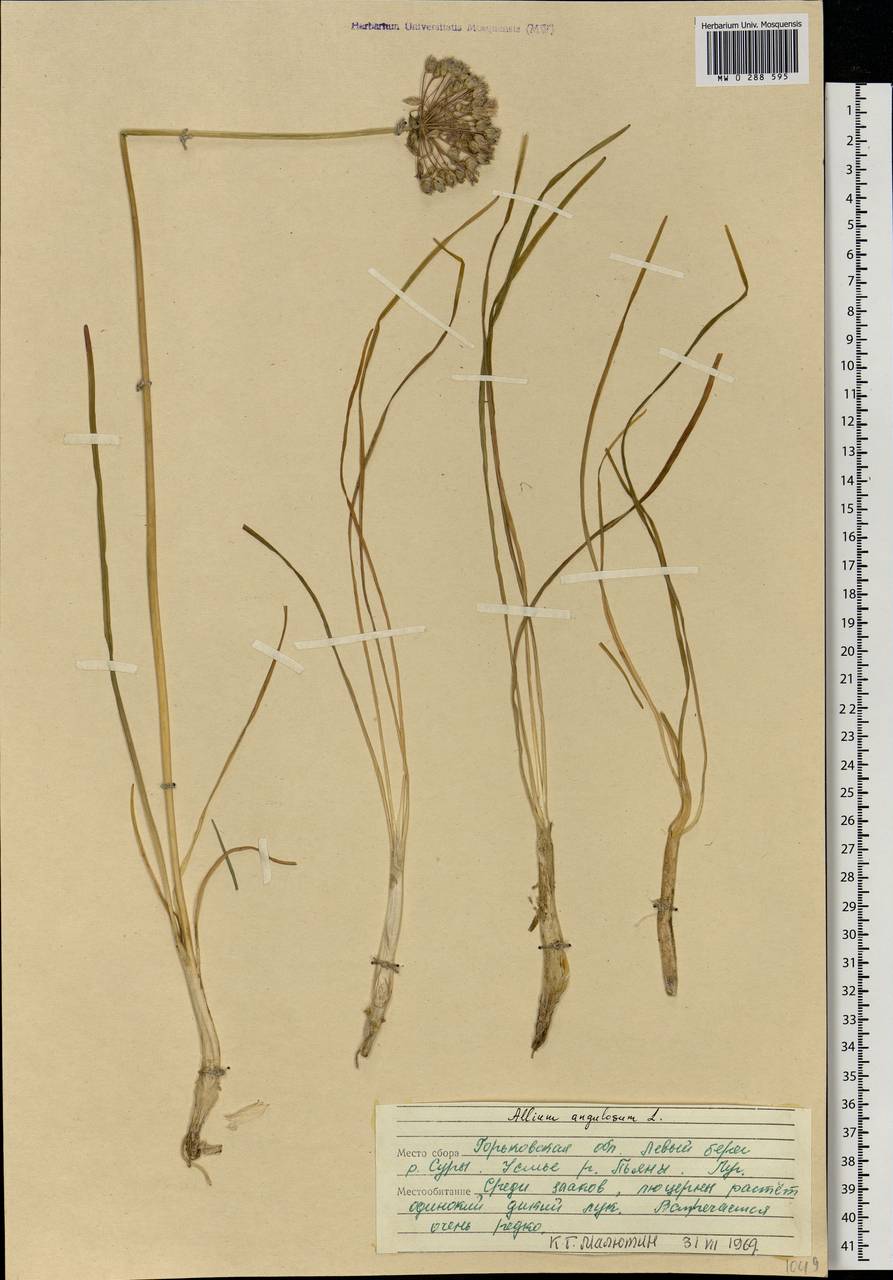 Allium angulosum L., Eastern Europe, Volga-Kama region (E7) (Russia)