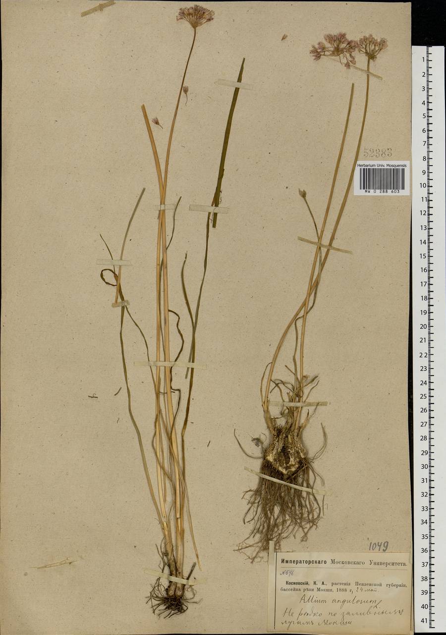 Allium angulosum L., Eastern Europe, Middle Volga region (E8) (Russia)