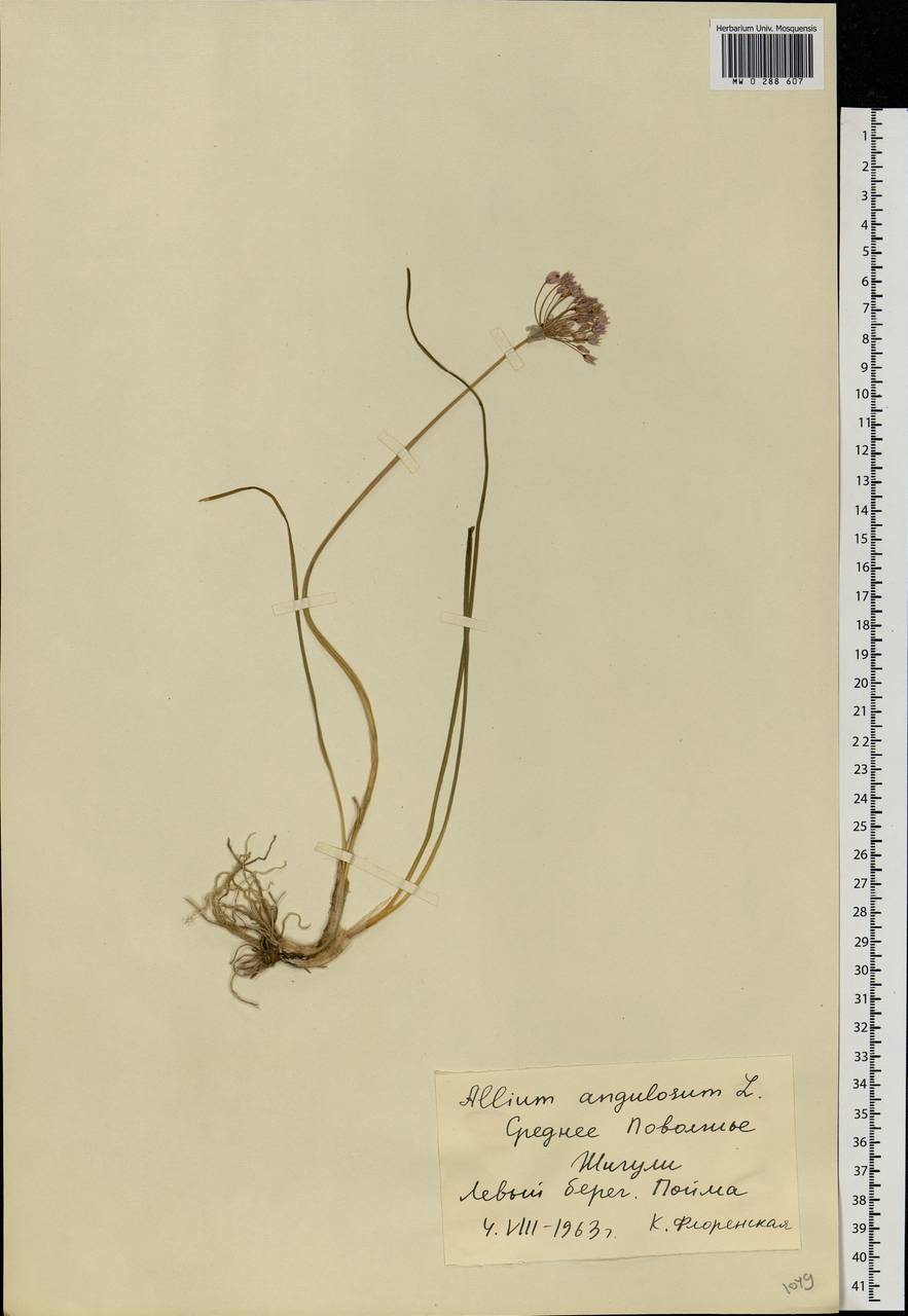 Allium angulosum L., Eastern Europe, Middle Volga region (E8) (Russia)