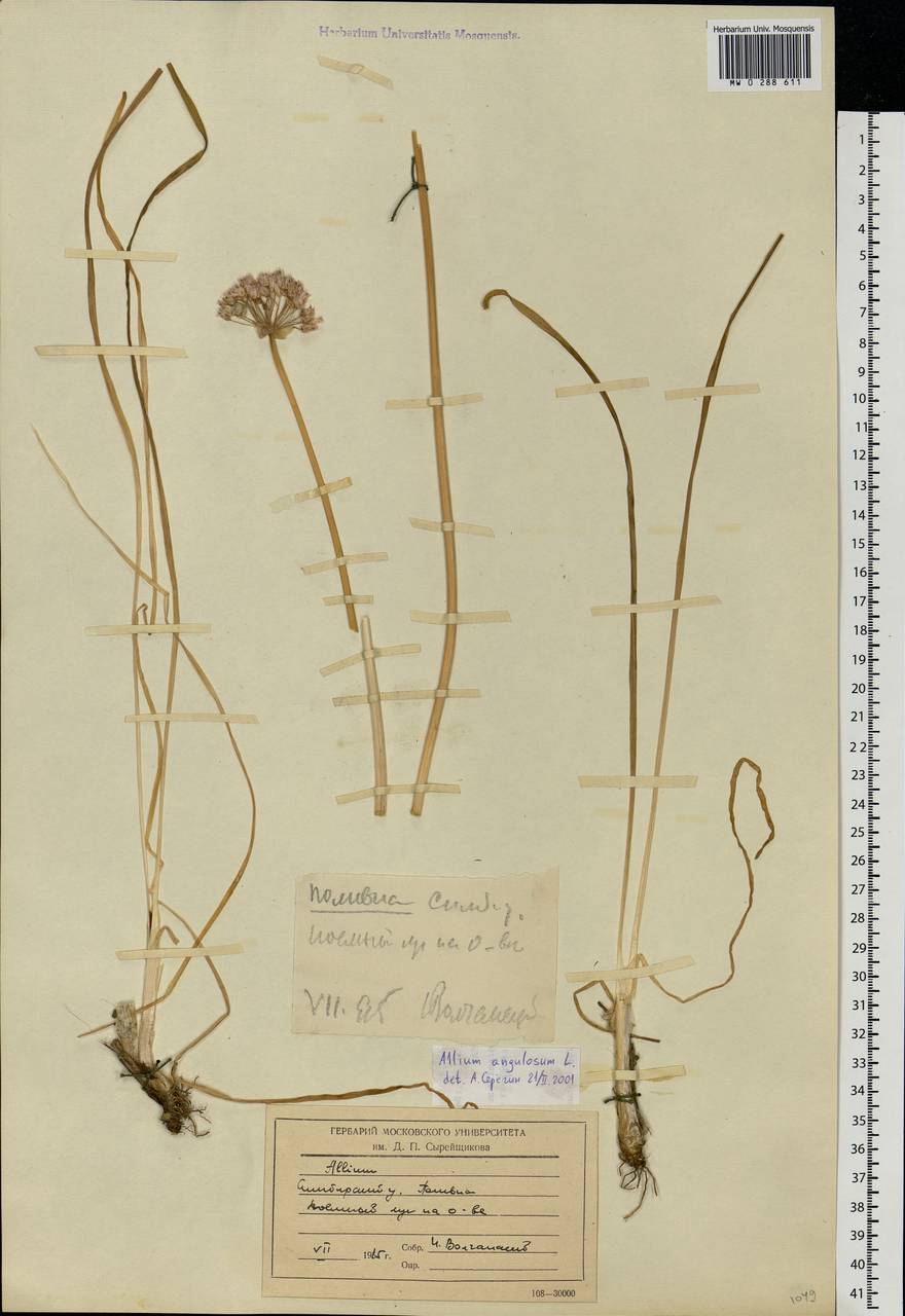 Allium angulosum L., Eastern Europe, Middle Volga region (E8) (Russia)