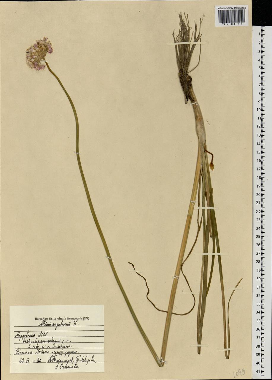 Allium angulosum L., Eastern Europe, Middle Volga region (E8) (Russia)
