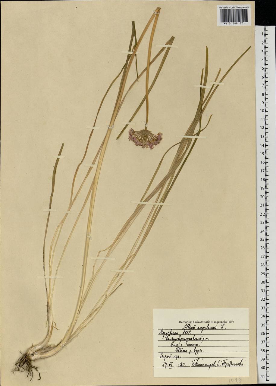 Allium angulosum L., Eastern Europe, Middle Volga region (E8) (Russia)