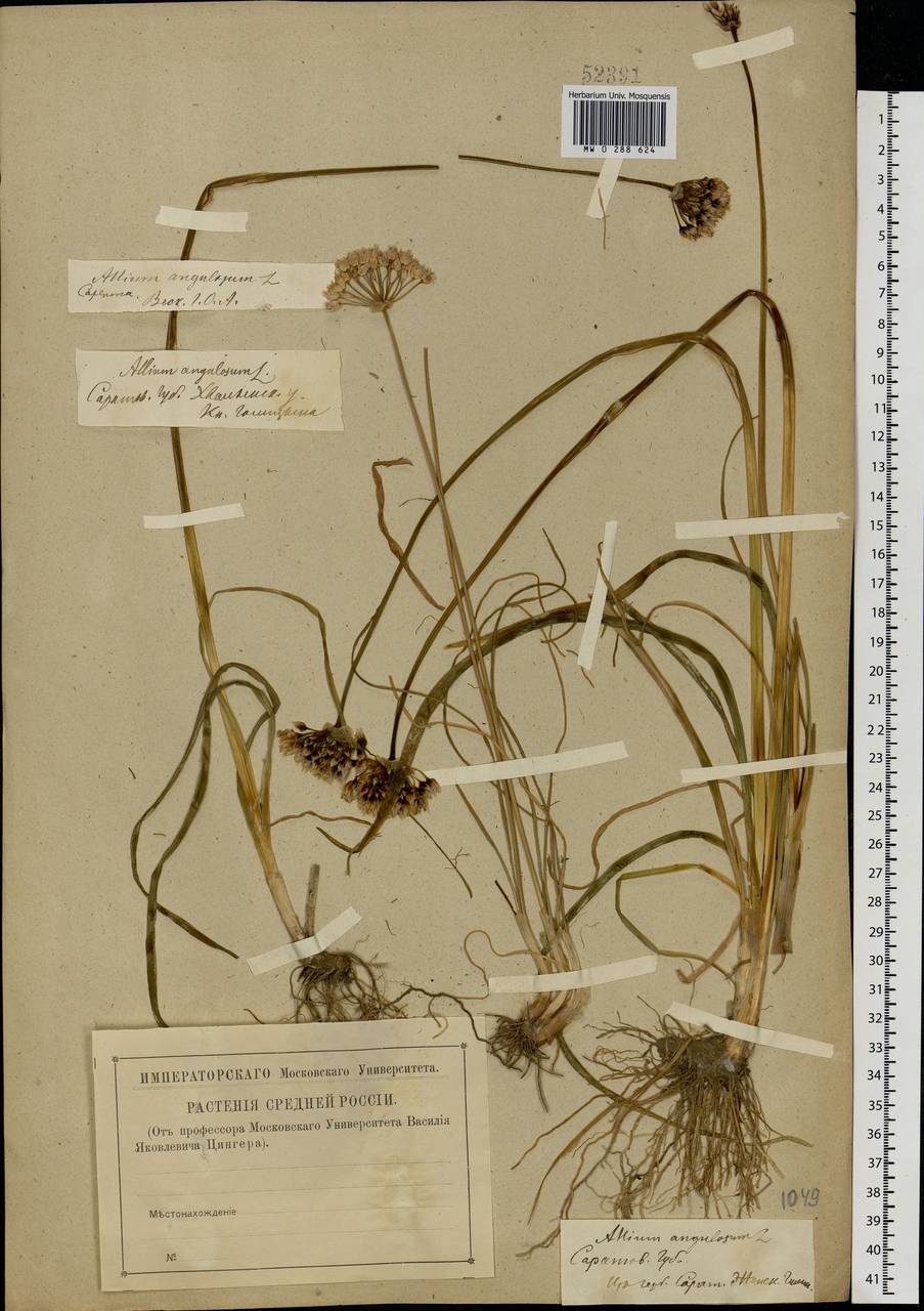 Allium angulosum L., Eastern Europe, Lower Volga region (E9) (Russia)