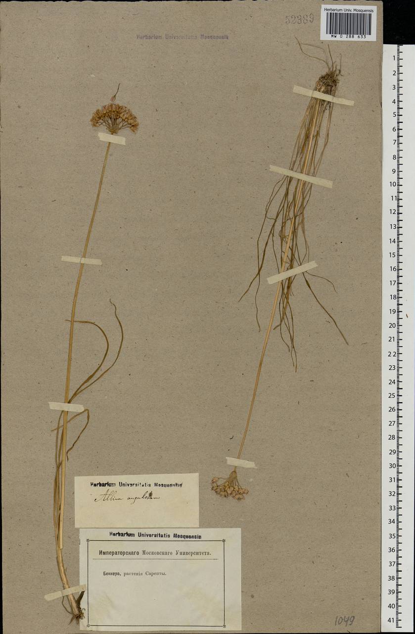 Allium angulosum L., Eastern Europe, Lower Volga region (E9) (Russia)