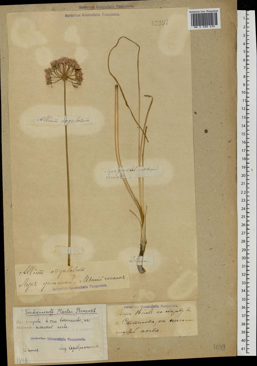 Allium angulosum L., Eastern Europe, Volga-Kama region (E7) (Russia)