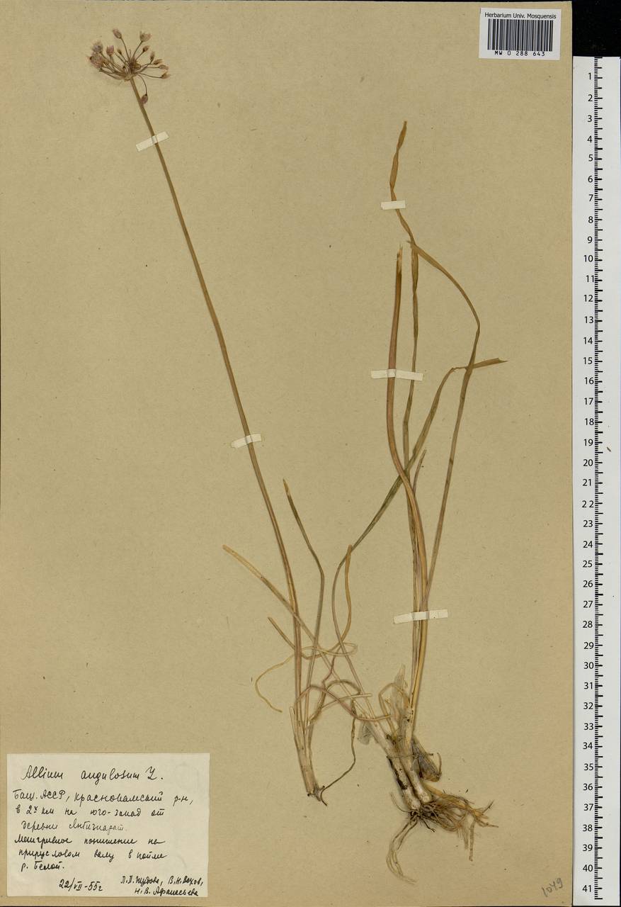 Allium angulosum L., Eastern Europe, Eastern region (E10) (Russia)