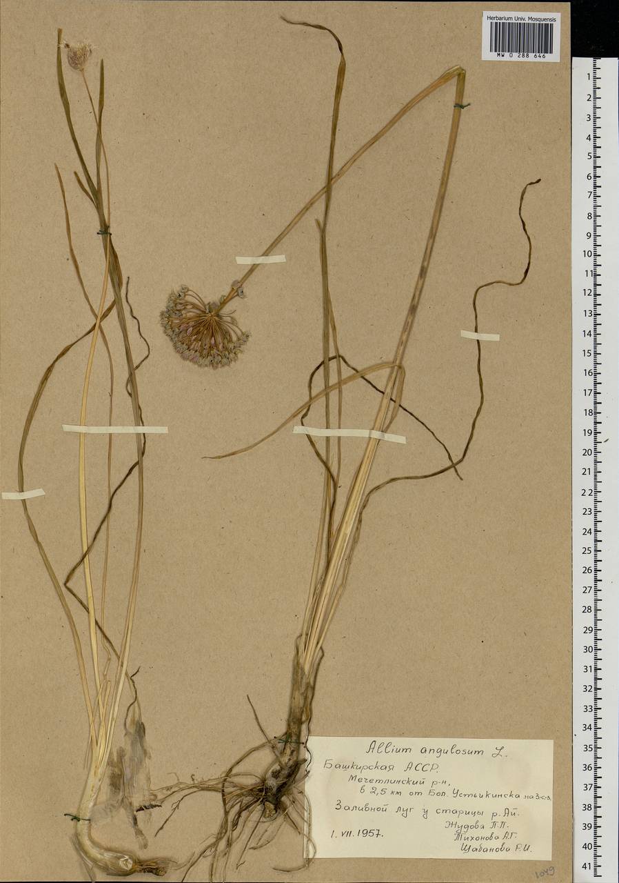 Allium angulosum L., Eastern Europe, Eastern region (E10) (Russia)