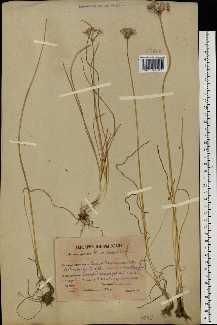 Allium angulosum L., Eastern Europe, Eastern region (E10) (Russia)