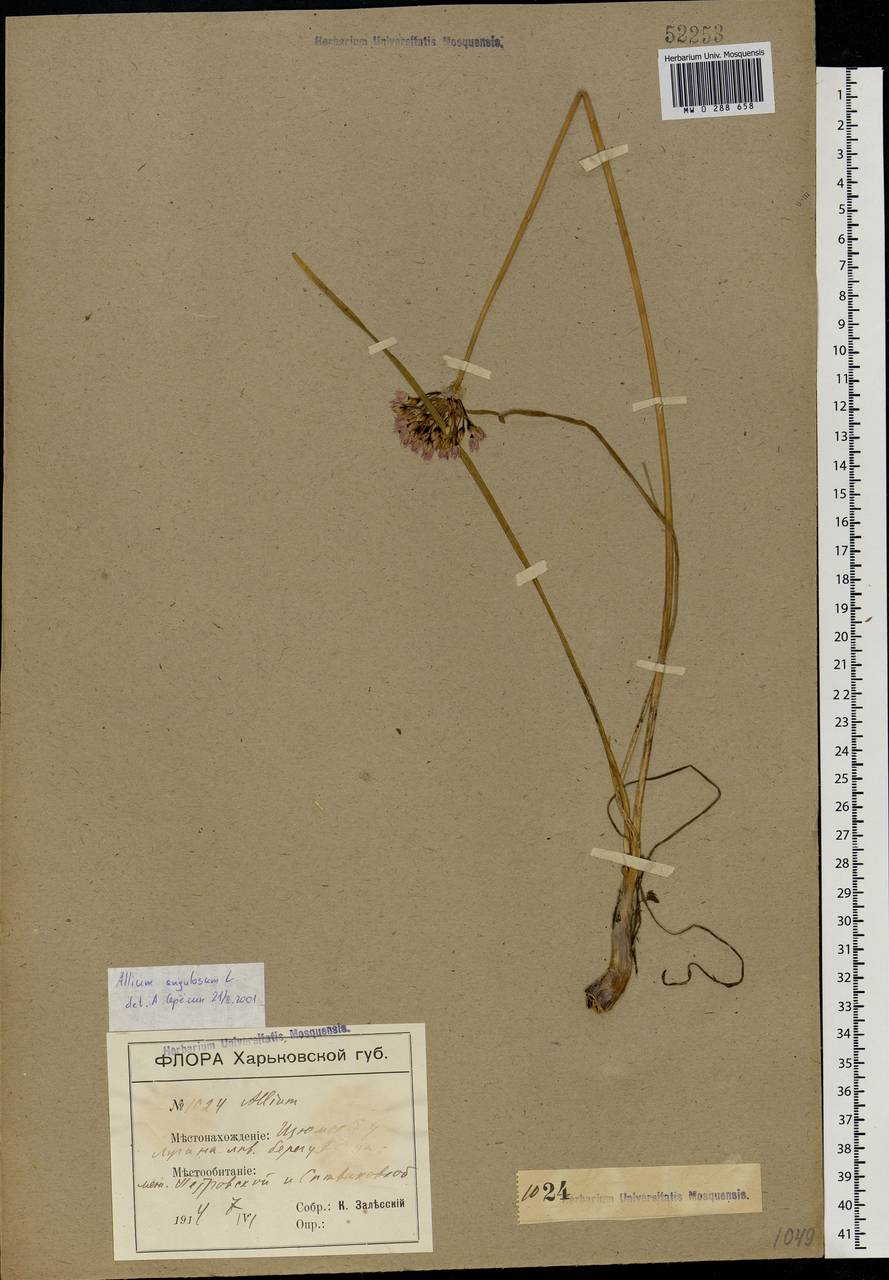 Allium angulosum L., Eastern Europe, North Ukrainian region (E11) (Ukraine)